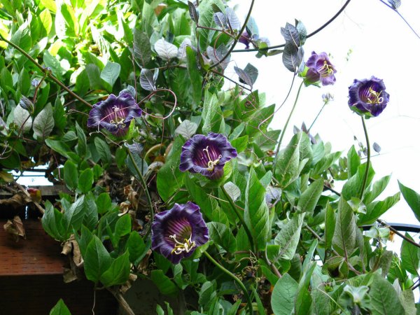 Лиана кобея лазающая