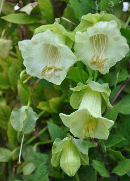 Кобея Сканденс