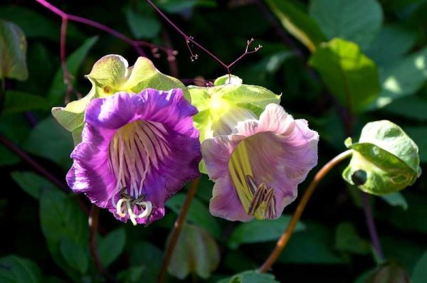 Цветок кобея лазающая