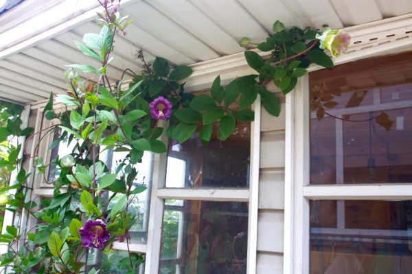 Кобея лазающая Каландо