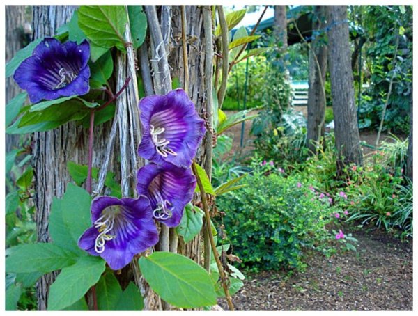 Кобея Сканденс сиреневая