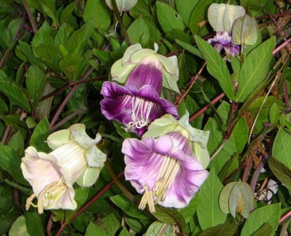 Кобея лазающая в саду