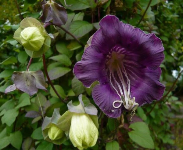 Лиана кобея лазающая