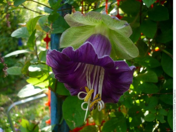 Лиана кобея фиолетовая