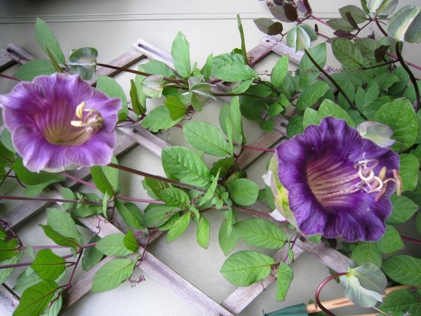 Кобея лазающая