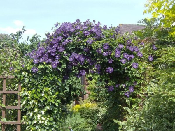 Лиана кобея лазающая