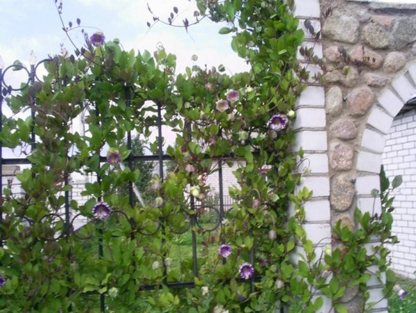 Лиана кобея лазающая