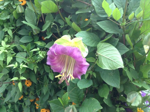 Вьюн кобея лазающая