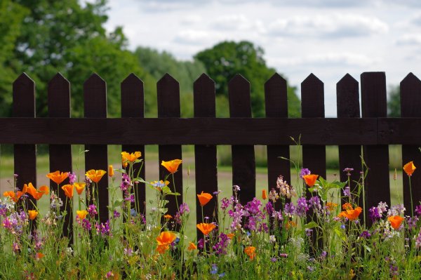 Цветы на заборе