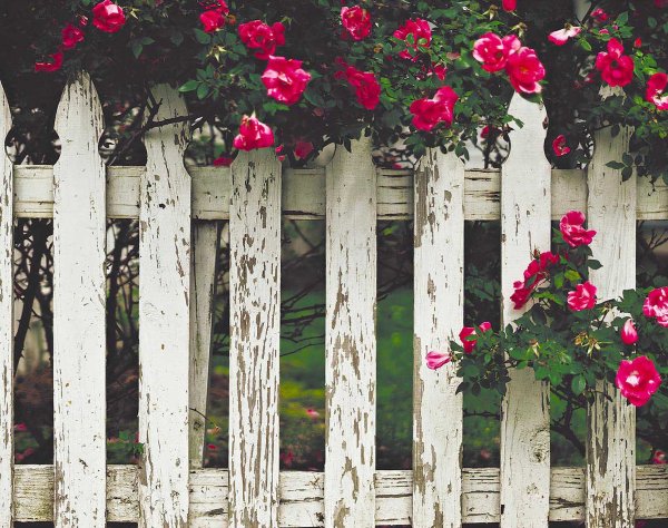 Цветы на заборе