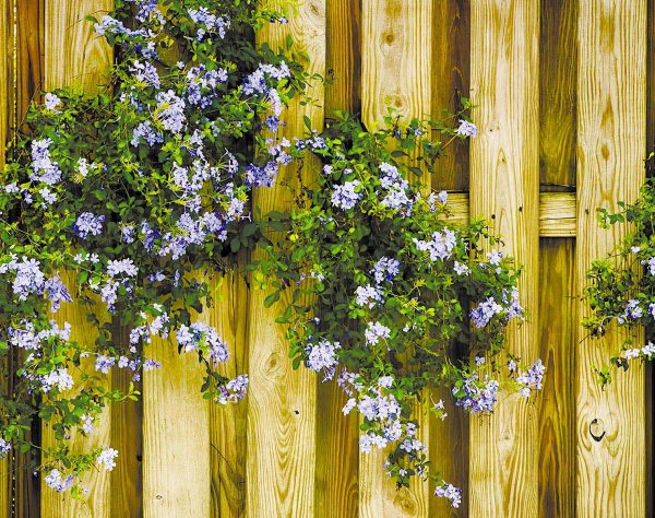 Забор с цветами