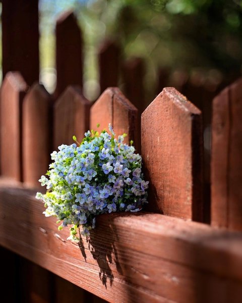 Цветы на заборе