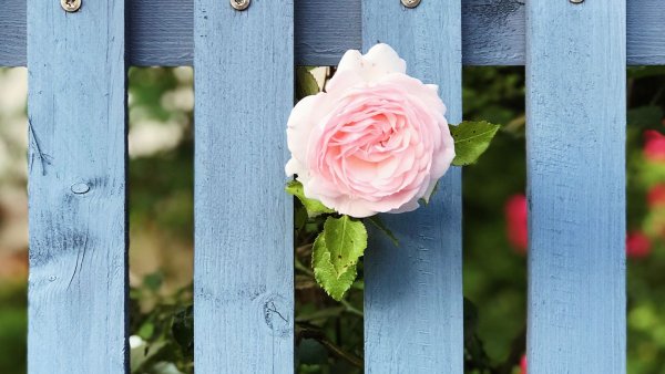 Цветы на заборе