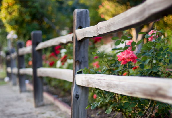 Цветы на деревянном заборе