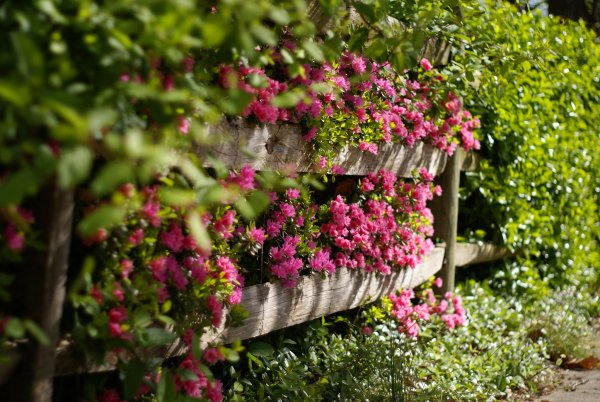 Цветочная изгородь