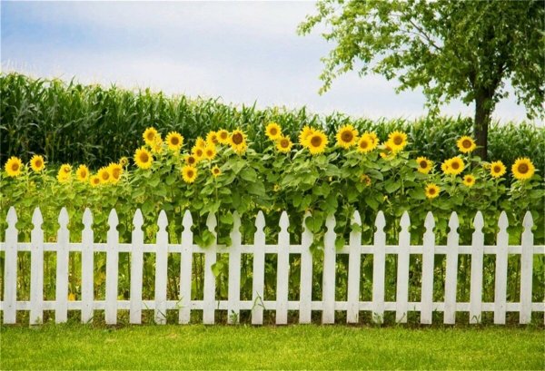 Деревенский забор