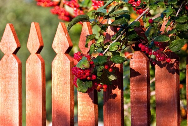 Деревья за забором