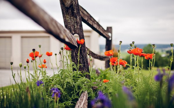 Цветы на заборе