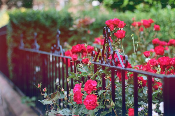 Розы возле забора