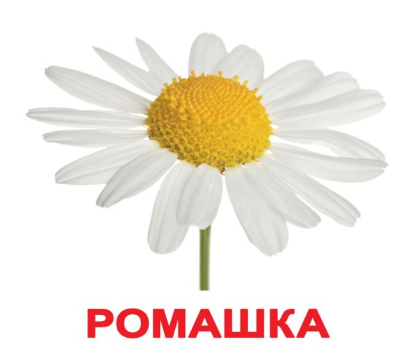 Карточки для малышей цветы