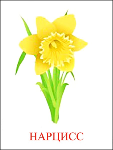 Цветы карточки для детей