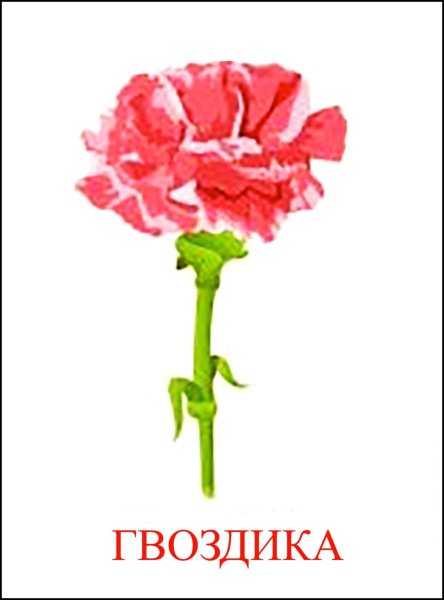 Гвоздики для детей