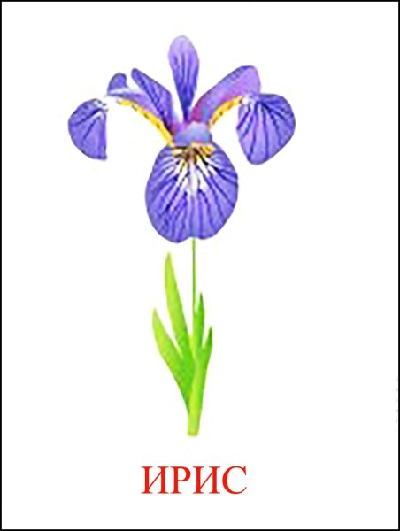 Весенние цветы карточки для детей