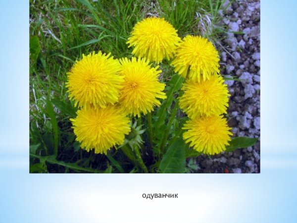Одуванчик карточка для детей