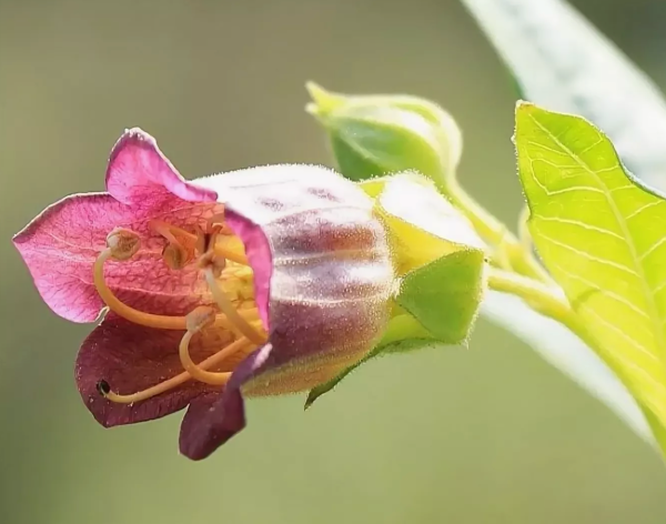 Красавка белладонна