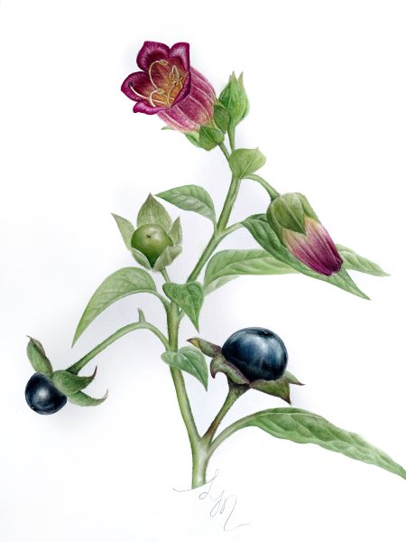 Красавка белладонна