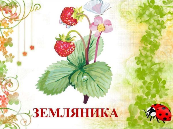 Лекарственные растения для дошкольников