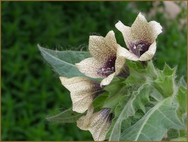 Красавка белладонна Atropa Belladonna