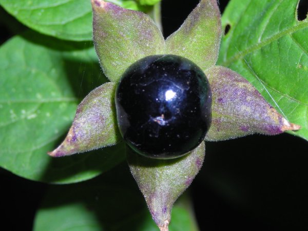 Белладонна ядовитое растение