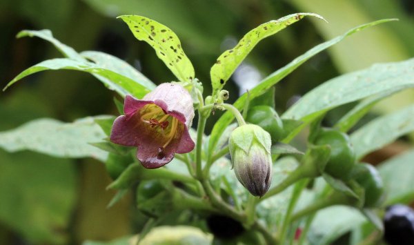 Красавка белладонна Atropa Belladonna