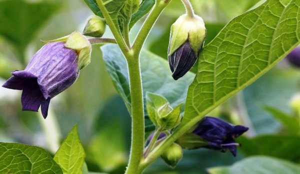 Красавка белладонна цветок