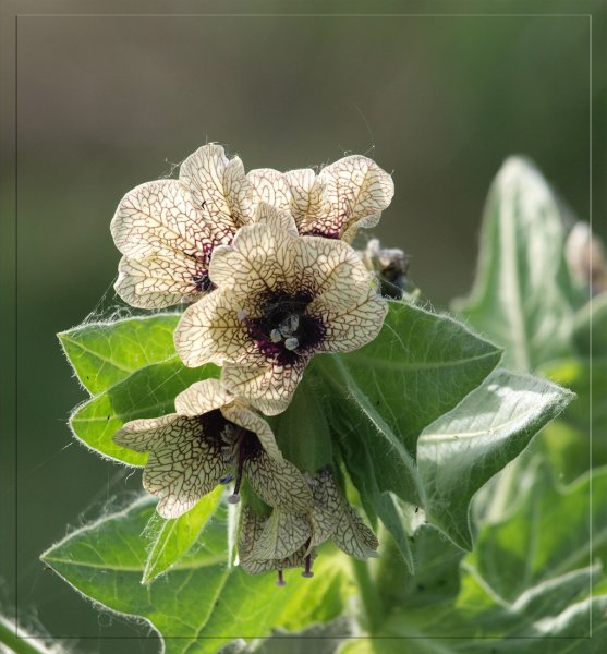 Красавка белладонна