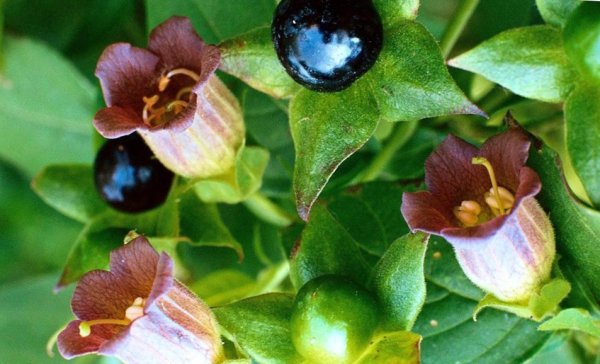 Красавка белладонна цветок