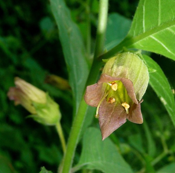 Красавка белладонна Atropa Belladonna