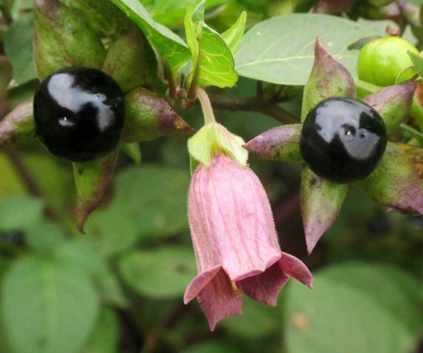 Красавка белладонна