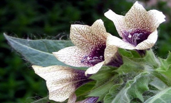 Белена и белладонна растение