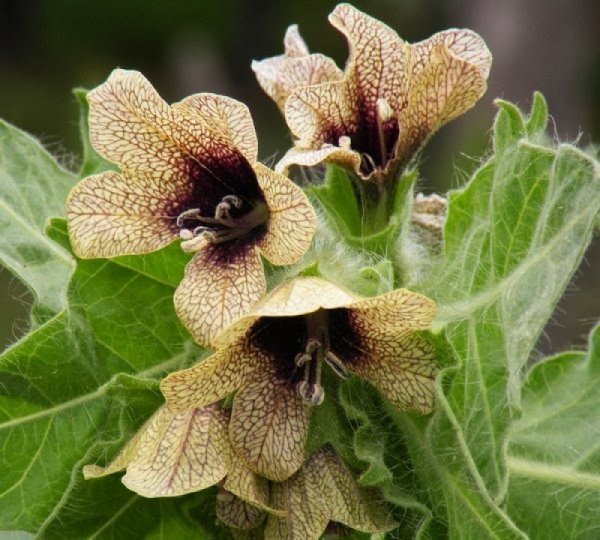 Красавка белладонна