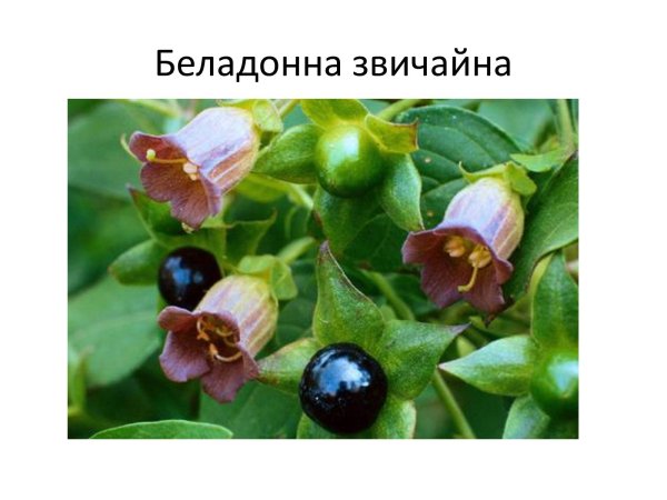 Цветок красавка фото