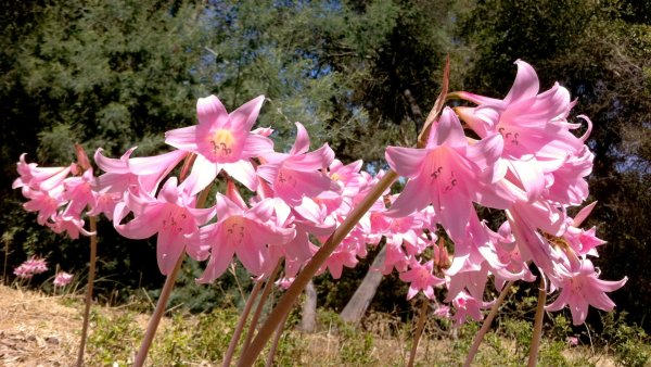 Белладонна красавка обыкновенная