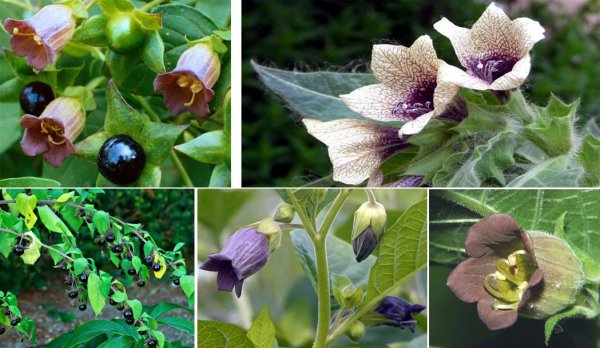 Красавка белладонна