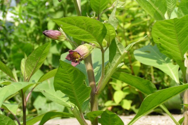 Белладонна Ботаническая иллюстрация