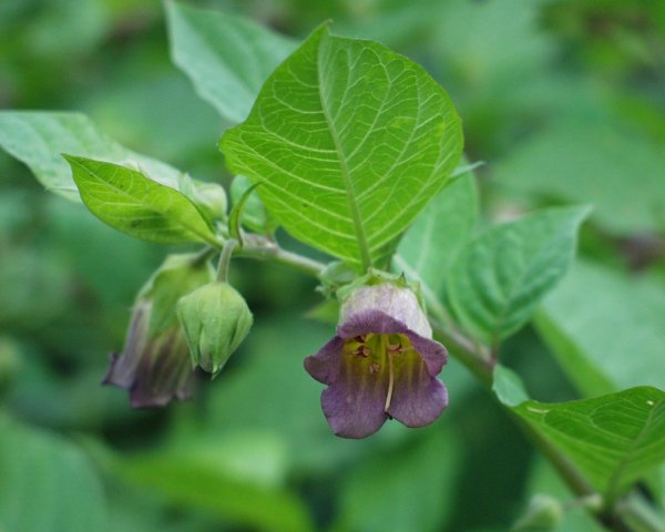 Красавка трава