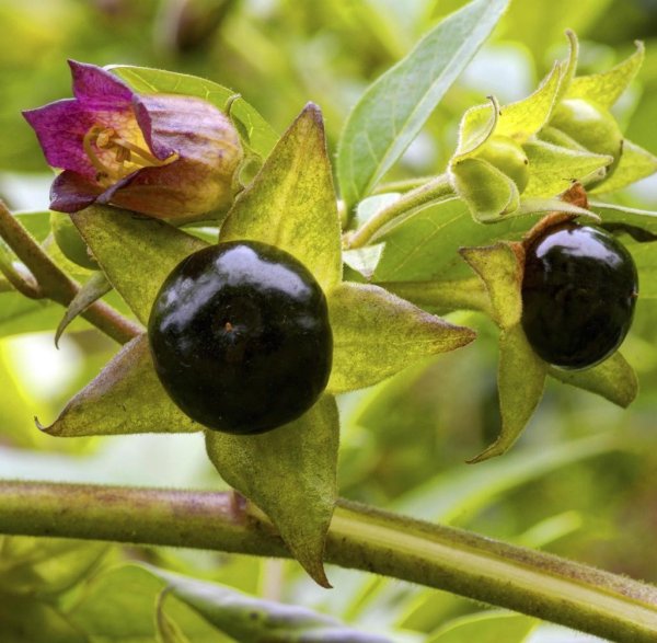 Красавка белладонна гербарий