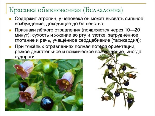 Белладонна и Вороний глаз
