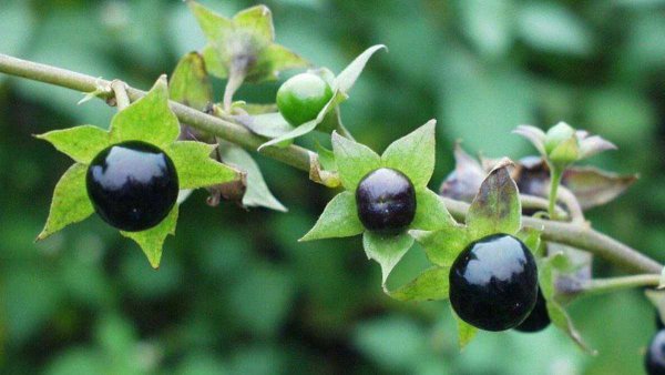 Атропа белладонна