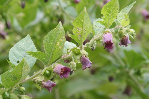 Nightshade картинки